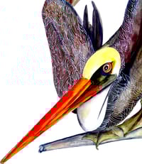 Image 2 of Pelican on branch,  minimalist watercolor bird art