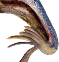 Image 3 of Pelican on branch,  minimalist watercolor bird art