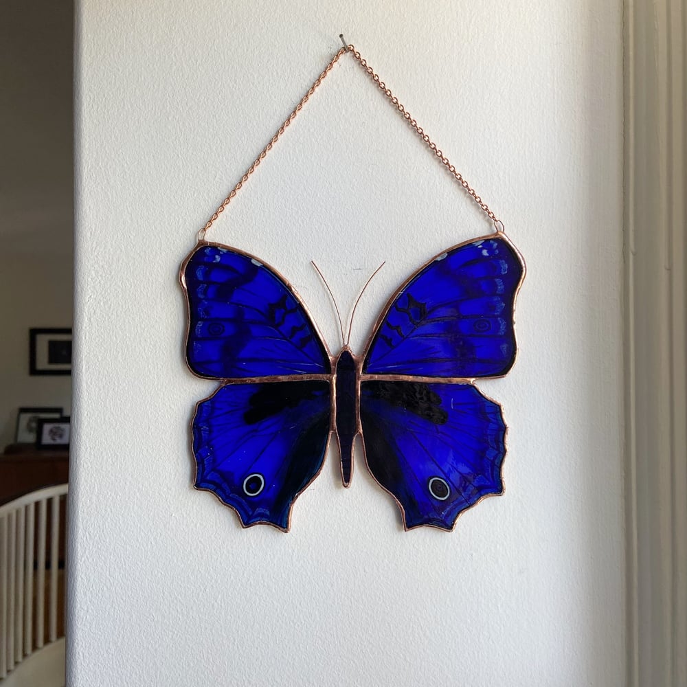 Image of Royal Blue Butterfly