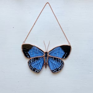 Image of Metallic Cerulean Blue Butterfly