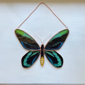 Image of Queen Alexandra's Birdwing Butterfly