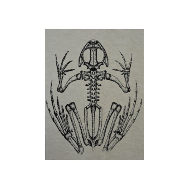 Skeleton Frog Print