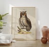 Vintage Animal Art Print No 05 - Great Horned Owl