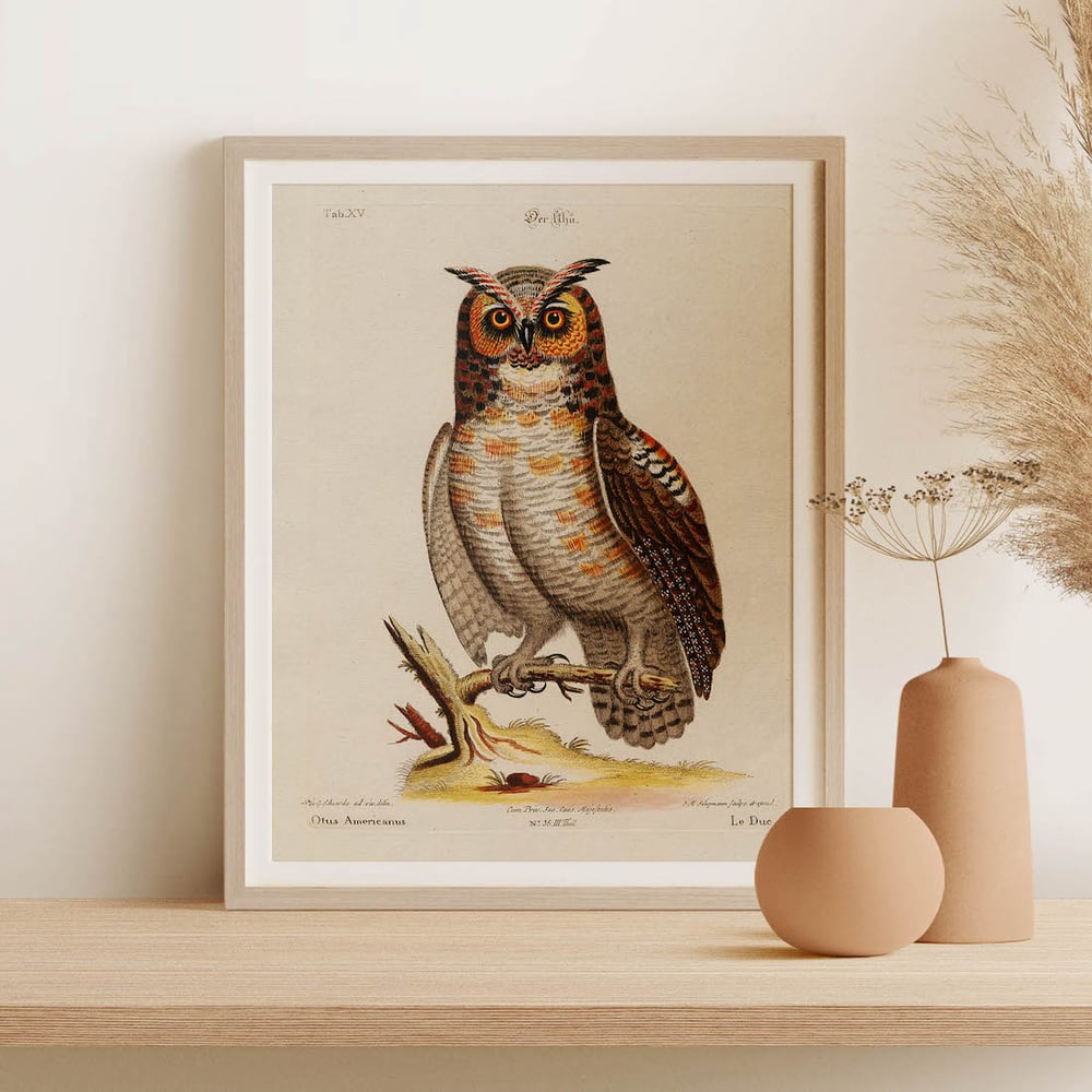 Vintage Animal Art Print No 05 - Great Horned Owl