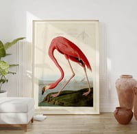 Image 1 of Vintage Animal Art Print No 07 - American Flamingo Poster