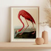 Vintage Animal Art Print No 07 - American Flamingo Poster