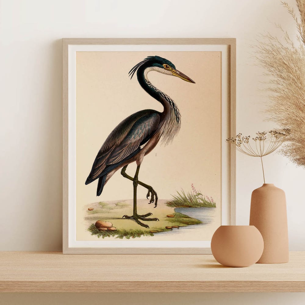 Vintage Animal Art Print No 08 - Black-Headed Heron