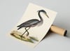 Vintage Animal Art Print No 08 - Black-Headed Heron Bird