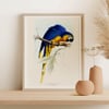 Vintage Animal Art Print No 09 - Blue-Yellow Macaw Bird