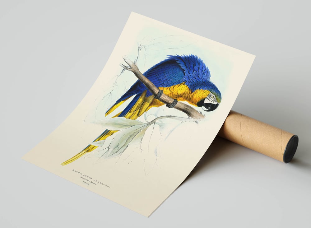 Vintage Animal Art Print No 09 - Blue-Yellow Macaw