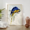 Vintage Animal Art Print No 09 - Blue-Yellow Macaw Bird