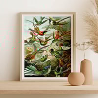 Image 2 of Vintage Animal Art Print No 10 - Trochilidae Birds of Paradise by E. Haeckel