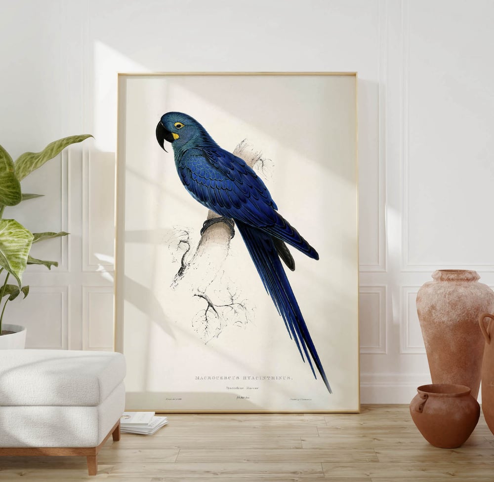 Vintage Animal Art Print No 11 - Lears Macaw Bird