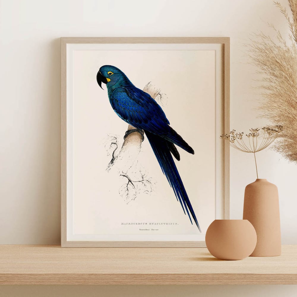 Vintage Animal Art Print No 11 - Lears Macaw Bird