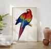Vintage Animal Art Print No 12 - Red and Yellow Macaw Parrot Bird