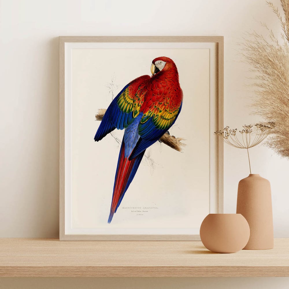 Vintage Animal Art Print No 12 - Red and Yellow Macaw Parrot