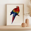 Vintage Animal Art Print No 12 - Red and Yellow Macaw Parrot Bird