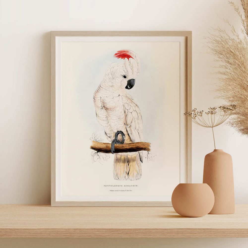 Vintage Animal Art Print No 13 - Salmon Crested Cockatoo Bird