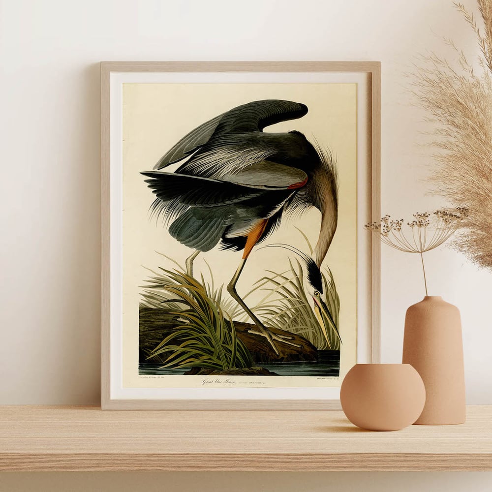 Vintage Animal Art Print No 14 - Great Blue Heron Audubon Bird