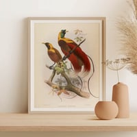 Image 2 of Vintage Animal Art Print No 15 - Paradisea Sanguinea, Red Birds of Paradise