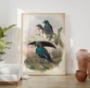 Vintage Animal Art Print No 17 - Lophorina Superba, Paradisaeidae Birds