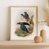 Vintage Animal Art Print No 17 - Lophorina Superba, Paradisaeidae Birds