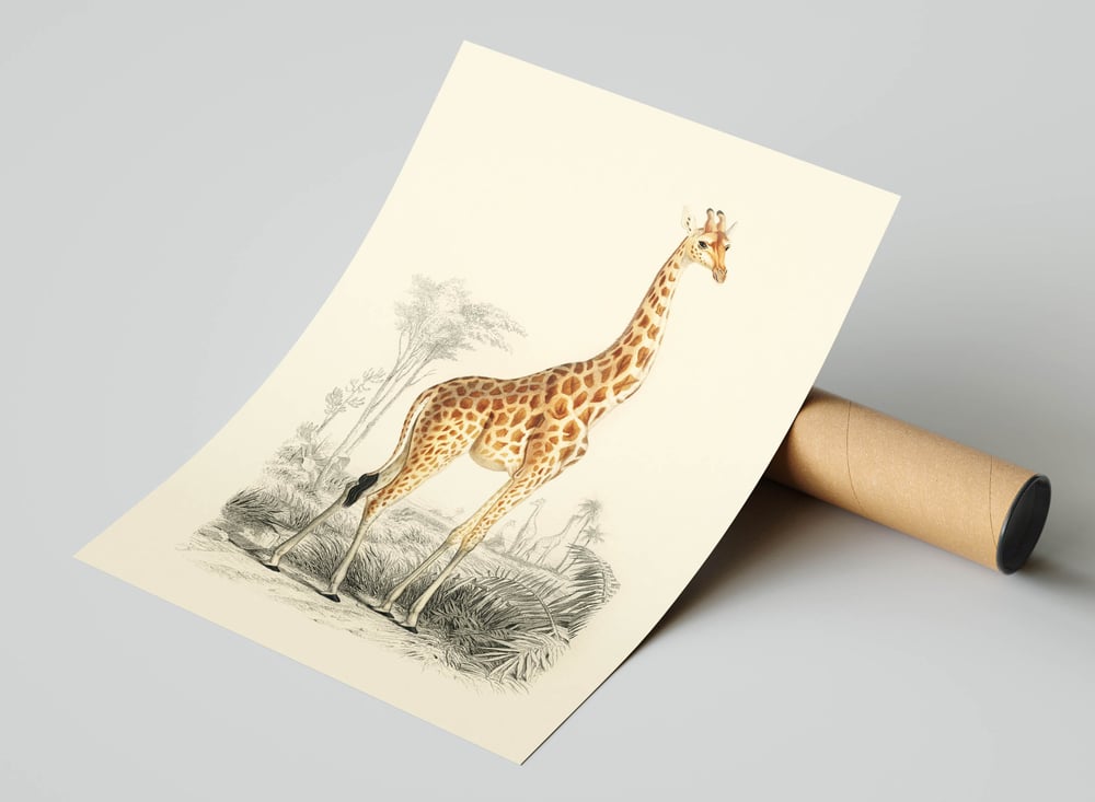Vintage Animal Art Print No 18 - The Giraffe