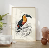 Image 1 of Vintage Animal Art Print No 19 - Toucan
