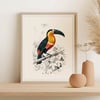 Vintage Animal Art Print No 19 - Toucan