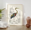Vintage Animal Art Print Poster No 20 - Crane Bird
