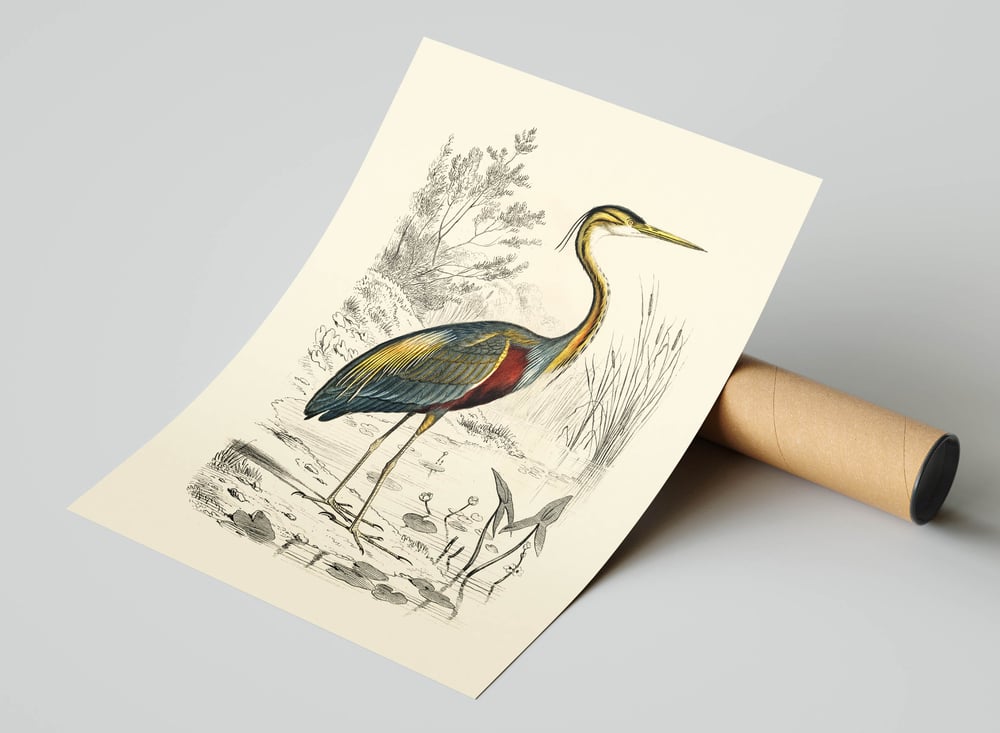 Vintage Animal Art Print Poster No 20 - Crane Bird