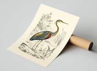 Image 3 of Vintage Animal Art Print Poster No 20 - Crane Bird