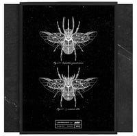 Image 2 of COLEOPTERAS ENTOMOLOGIA