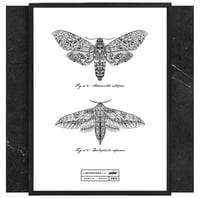 Image 1 of SPHINX ENTOMOLOGIA