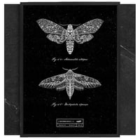 Image 2 of SPHINX ENTOMOLOGIA