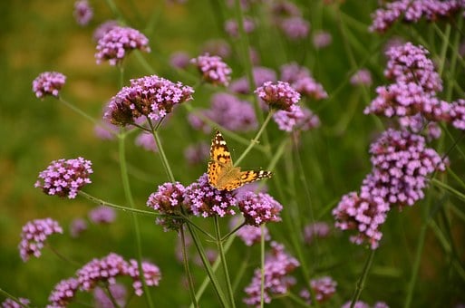 Image of Verbena bonariensis (Dwarf)