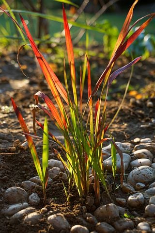 Image of Imperata cylindrica 'Red Baron' (Japanese Blood Grass)