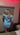 Baby Blue Brucci