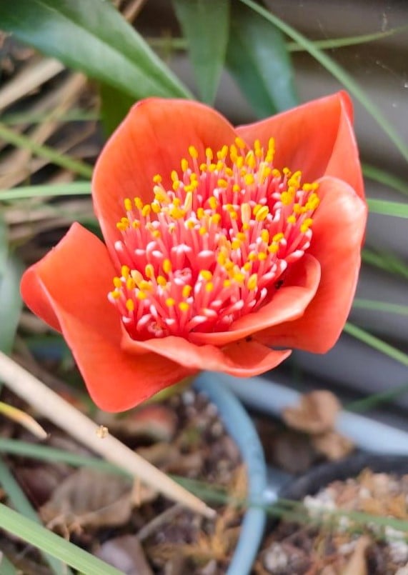 Image of Haemanthus coccineus