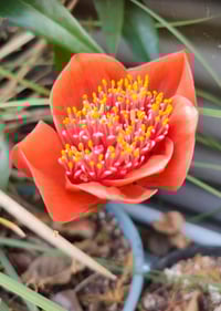 Image 3 of Haemanthus coccineus