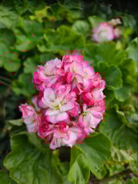 Image 1 of Pelargonium 'Appleblossom Rosebud'