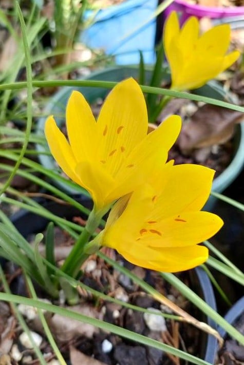 Image of Sternbergia lutea 