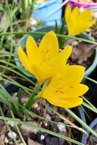 Image 3 of Sternbergia lutea 