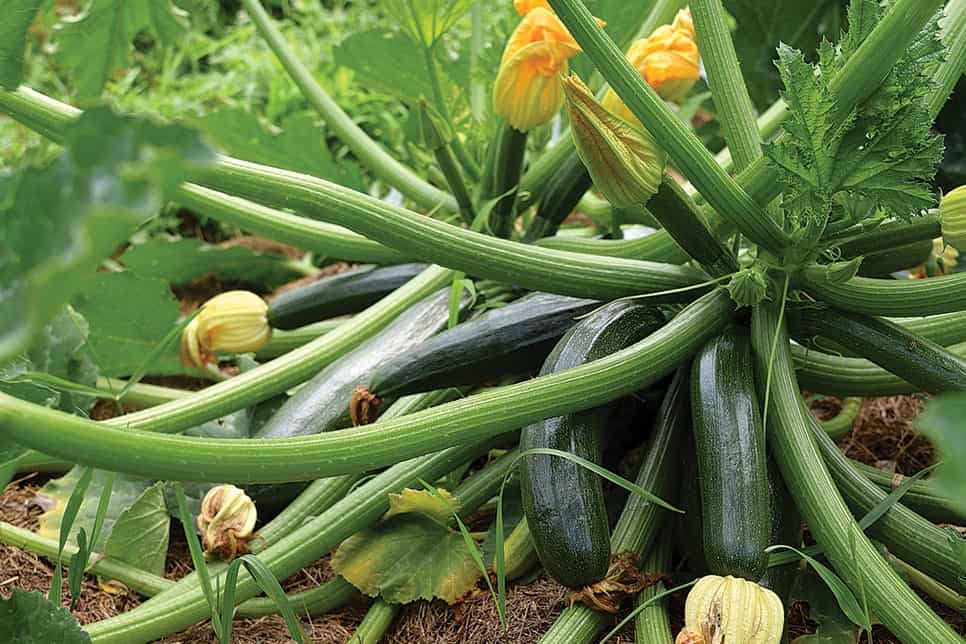 is zucchini good for thyroid