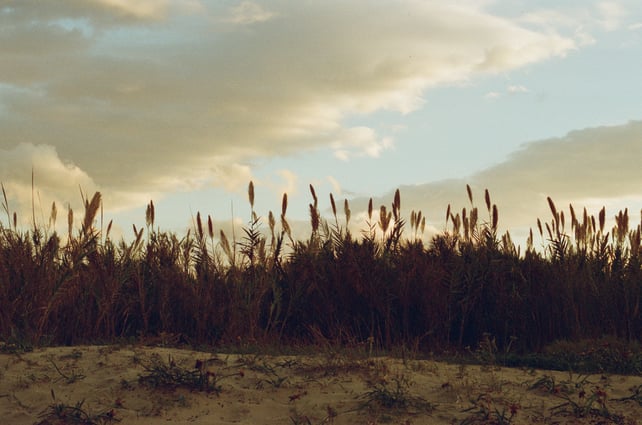 Image of UNI Film - expired