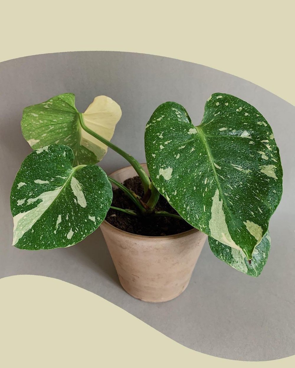 Image of Monstera