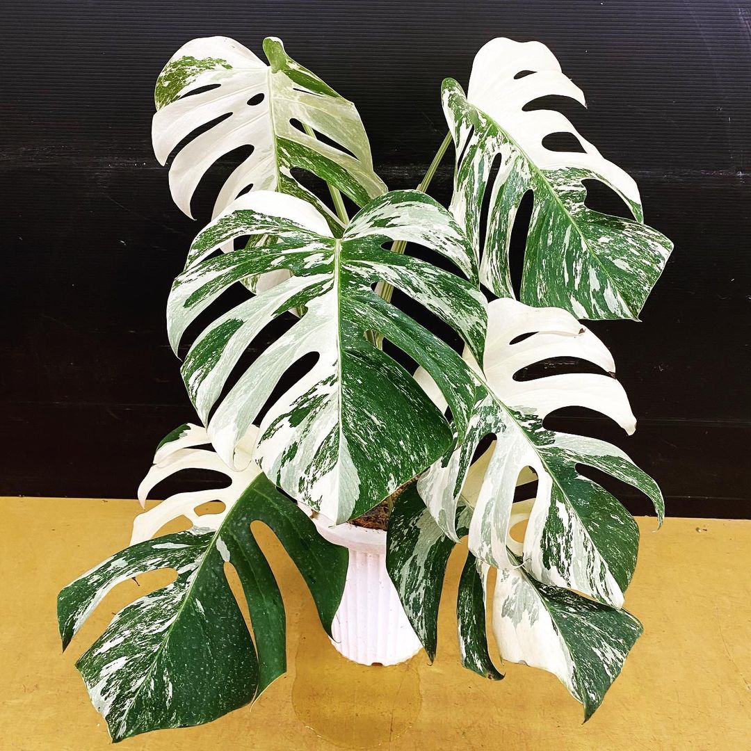 Varigated Monstera Borsigana white tiger - インテリア小物