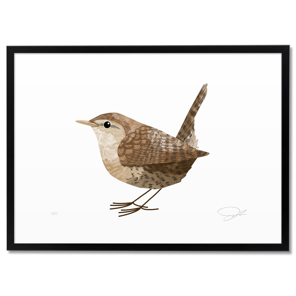 Print: Wren (Zaunkönig)