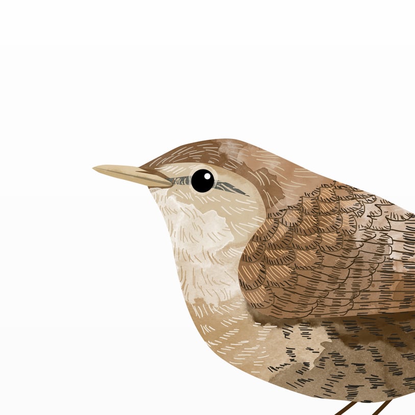 Print: Wren (Zaunkönig)