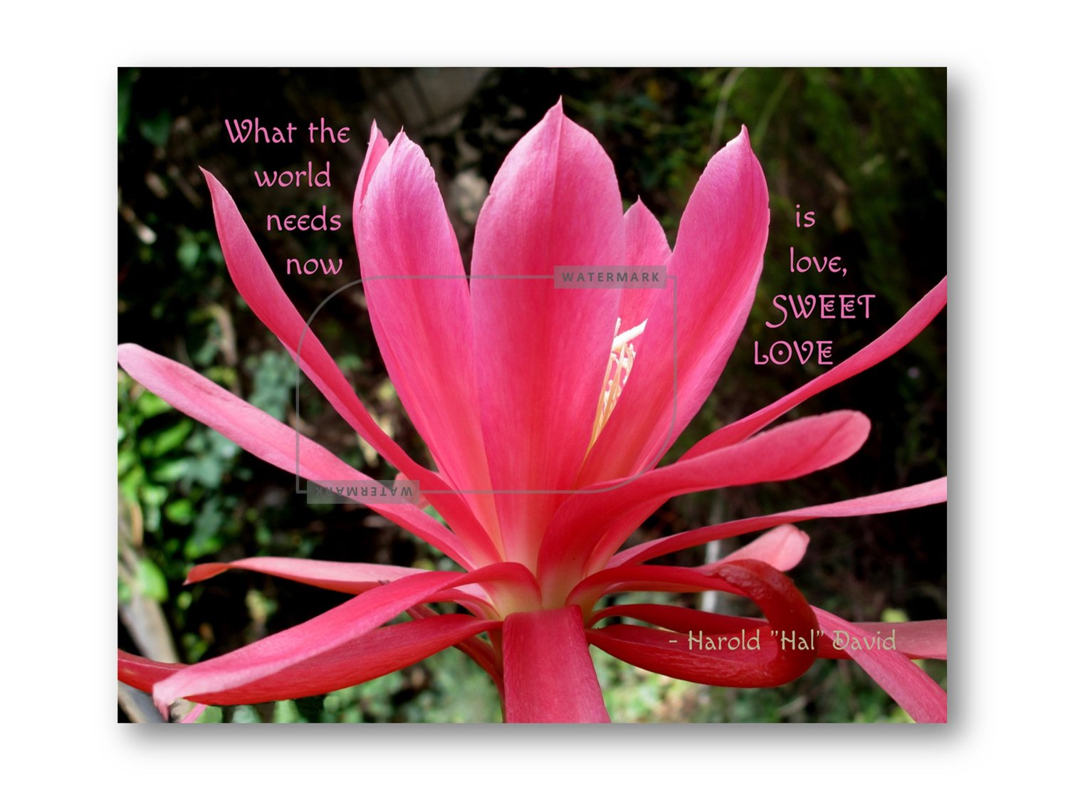 Image of Hal David on Love, Canvas Print